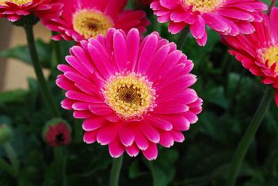 Florist Holland B.V.: Garvinea® Sweet Gerbera Sweet Spice® 