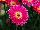 Florist Holland B.V.: Gerbera  'Sweet Spice®' 