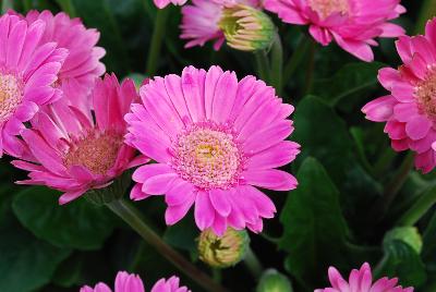 Gerbera Garvinea® Classic 'Lydia®'