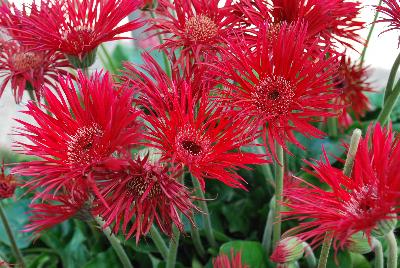 Gerbera Garvinea® Spider 'Alexandra®'