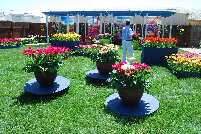 Gerbera @ Florist Holland, Spring Trials 2015: As seen at Florist Holland @ GroLink Spring Trials 2015.   Featuring several full lines of Gerbera in all shapes, colors and sizes.