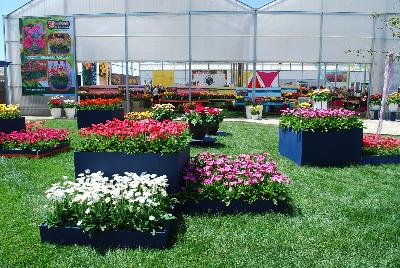 Gerbera @ Florist Holland, Spring Trials 2015: As seen at Florist Holland @ GroLink Spring Trials 2015.   Featuring several full lines of Gerbera in all shapes, colors and sizes.