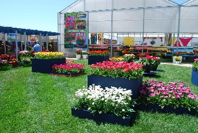 Gerbera @ Florist Holland, Spring Trials 2015: As seen at Florist Holland @ GroLink Spring Trials 2015.   Featuring several full lines of Gerbera in all shapes, colors and sizes.