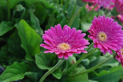 Gerbera Garvinea® 'Sweet Surprise®'