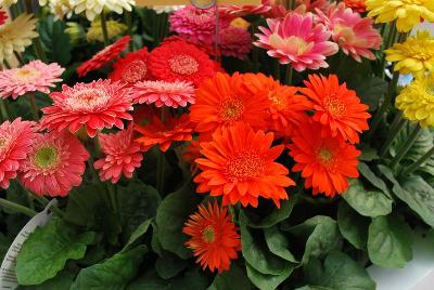 Florist Holland B.V.: Sundayz® Gerbera Micro Mix 