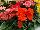 Florist Holland B.V.: Gerbera  'Micro Mix' 