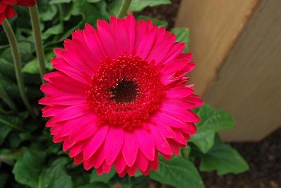 Gilroy Young Plants: Gerbera Bighorn® 