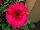 Florist Holland B.V.: Gerbera  'Bighorn®' 