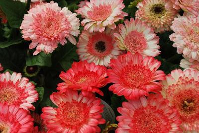 Gerbera Sundayz® 'Mini Bicolor'