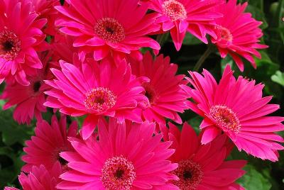 Gerbera Garvinea® 'Sweet Dreams®'