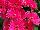 Florist Holland B.V.: Gerbera  'Sweet Dreams®' 