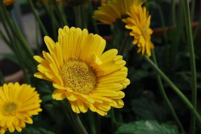 Garvinea® Gerbera Sweet Smile® 