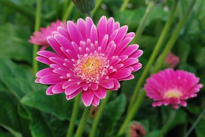 Gerbera Garvinea® 'Sweet Surprise®'