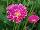 Florist Holland B.V.: Gerbera  'Sweet Surprise®' 