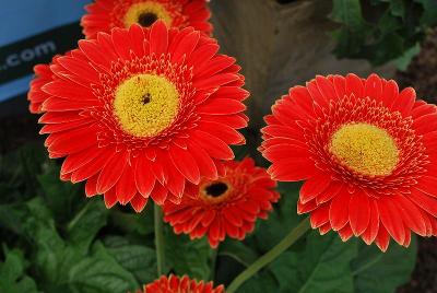 Gilroy Young Plants: Gerbera Redwood® 