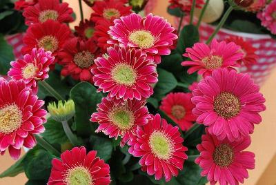 Gerbera FloriLine® 'Micro Margarita'