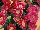 Florist Holland B.V.: Gerbera  'Micro Margarita' 