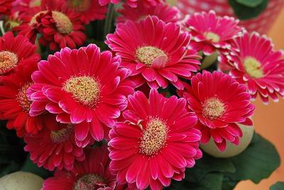 Gerbera FloriLine® 'Micro Margarita'