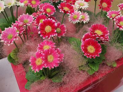 Gerbera FloriLine 'Micro Margarita'