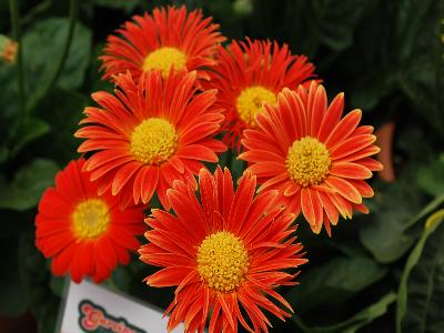 Gerbera Garvinea 'Amalia'