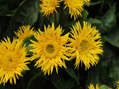 Gerbera Garvinea 'Charlotte'