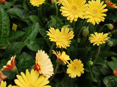 Gerbera Garvinea 'Summer'