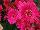 Florist Holland B.V.: Gerbera  'Sweet Dreams' 