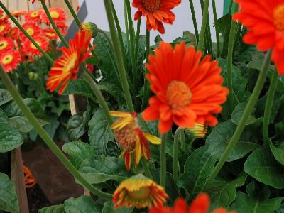 Gerbera Garvinea 'Sweet Glow'