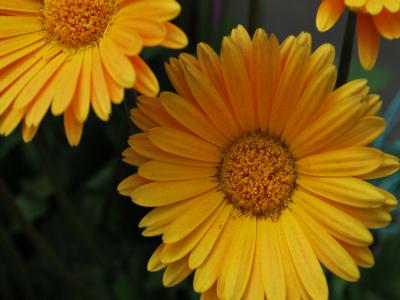 Gerbera Garvinea 'Sweet Honey'