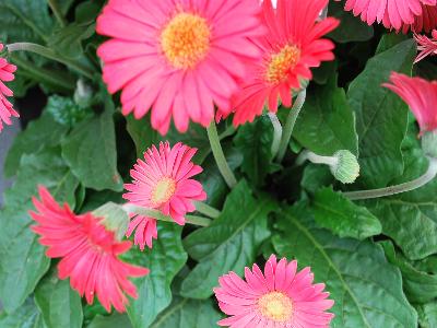 Gerbera Garvinea 'Sweet Sixteen'