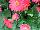Florist Holland B.V.: Gerbera  'Sweet Sixteen' 
