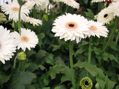 Florist Holland B.V.: PatioGerbera Gerbera Mammoth Cave 