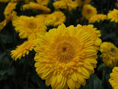 PatioGerbera Gerbera Serengeti 