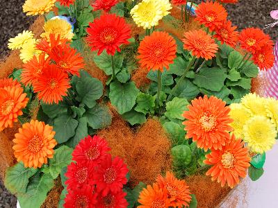 Florist Holland B.V.: Sundayz Gerbera Micro Mix 