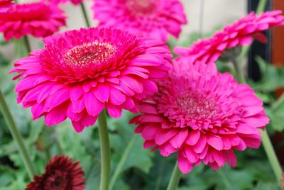 Gerbera  'Bighorn®'