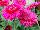 Florist Holland B.V.: Gerbera  'Bighorn®' 