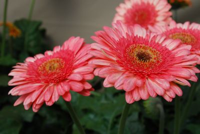 Gilroy Young Plants: Gerbera Bryce Canyon® 