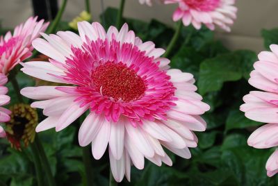 Gerbera  'Everglades®'