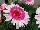 Florist Holland B.V.: Gerbera  'Everglades®' 