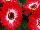 Florist Holland B.V.: Gerbera  'Maxi Eyecatcher Red' 