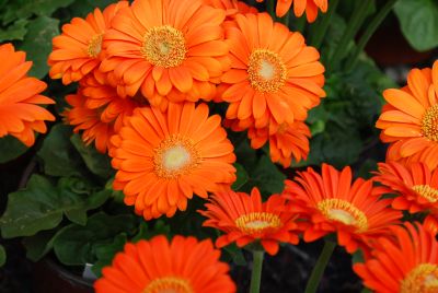 Gerbera Flori Line® 'Micro Orange'