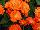 Florist Holland B.V.: Gerbera  'Micro Orange' 