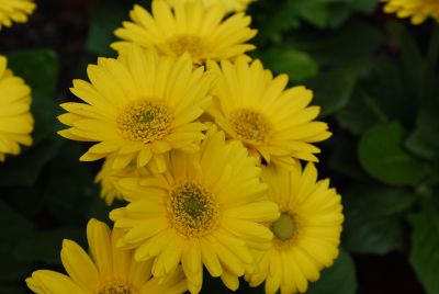 Florist Holland B.V.: Flori Line® Gerbera Micro Yellow 