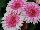 Florist Holland B.V.: Gerbera  'Midi Bicolour Double' 