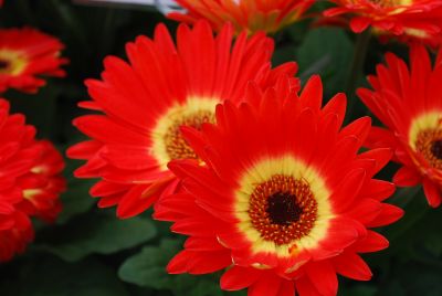 Gerbera Flori Line® 'Midi Dark Fireball'