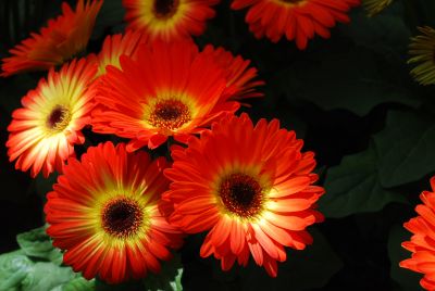 Gerbera Flori Line® 'Midi Fireball'