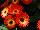 Florist Holland B.V.: Gerbera  'Midi Fireball' 