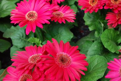 Gerbera Flori Line® 'Mini Dark Purple'