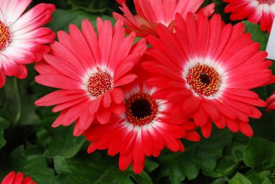 Florist Holland B.V.: Flori Line® Gerbera Mini Eyecatcher Red 