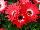 Flori Line® Gerbera Mini Eyecatcher Red 